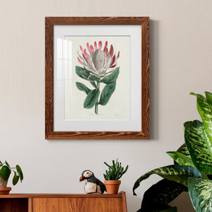 Protea N13 - Barnwood Framed Art Print