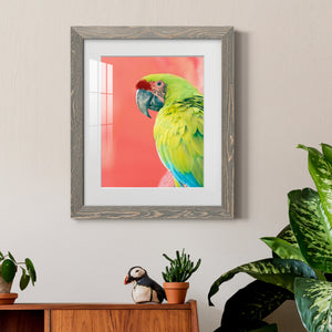 Green Macaw - Barnwood