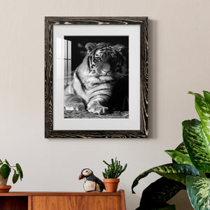 Tiger Repose - Barnwood Framed Art Print