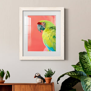 Green Macaw - Barnwood