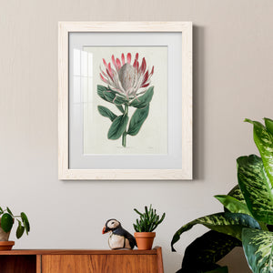 Protea N13 - Barnwood Framed Art Print