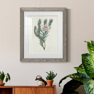 Protea N33 - Barnwood Framed Art Print