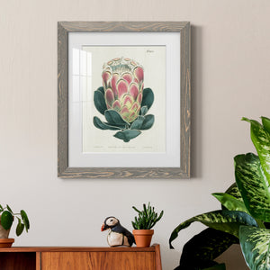 Protea N83 - Barnwood Framed Art Print
