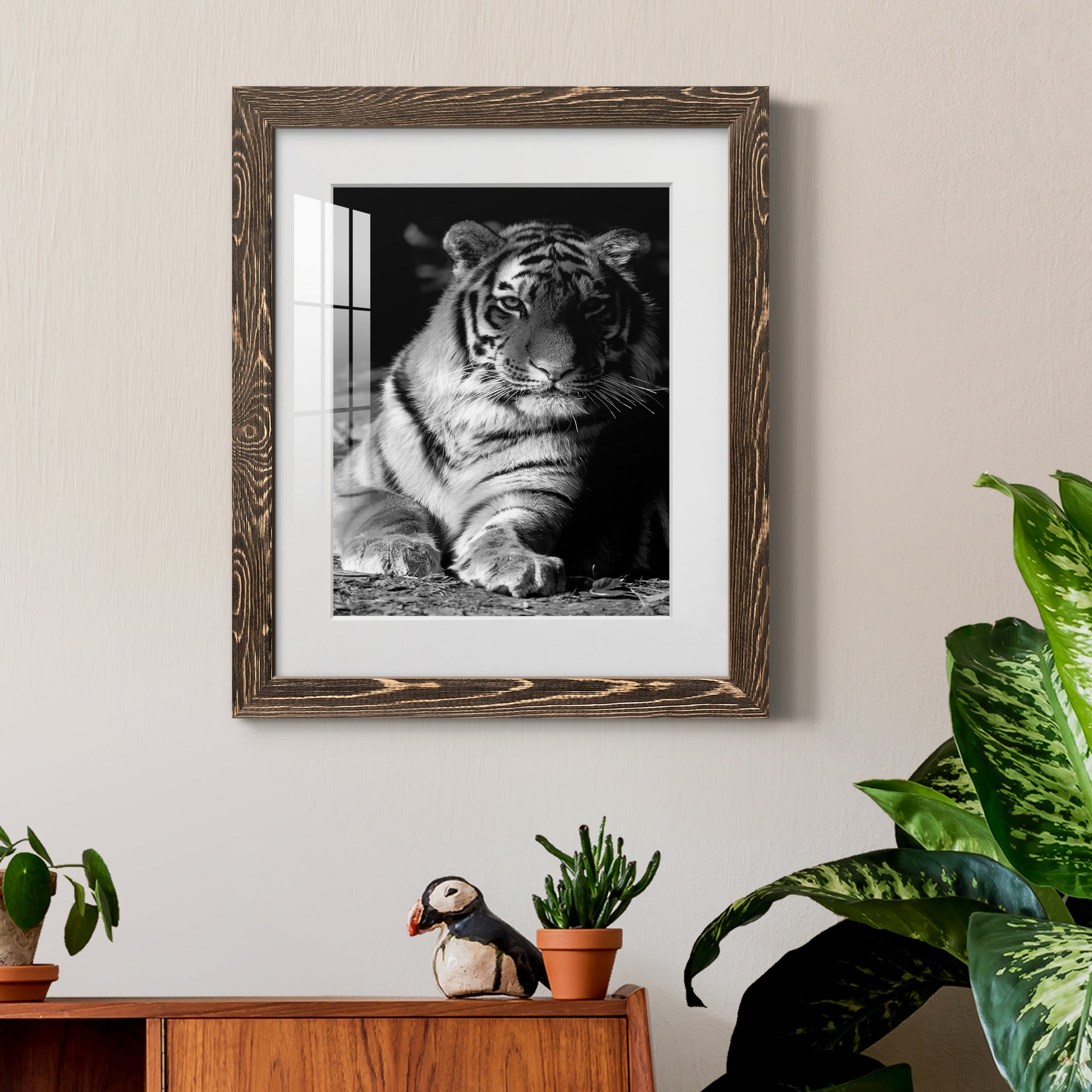 Tiger Repose - Barnwood Framed Art Print