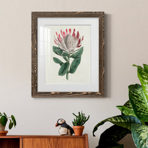 Protea N13 - Barnwood Framed Art Print