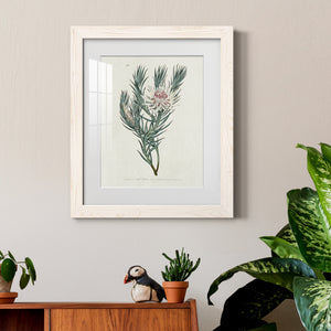 Protea N33 - Barnwood Framed Art Print