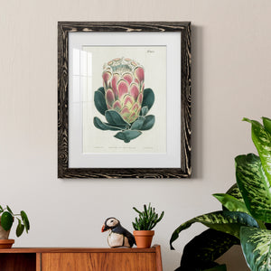Protea N83 - Barnwood Framed Art Print