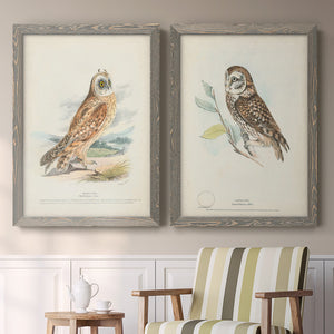 Hawk Owl - Premium Framed Canvas 2 Piece Set - Ready to Hang