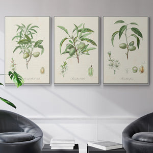 Antique Almond Botanical I - Framed Premium Gallery Wrapped Canvas L Frame 3 Piece Set - Ready to Hang