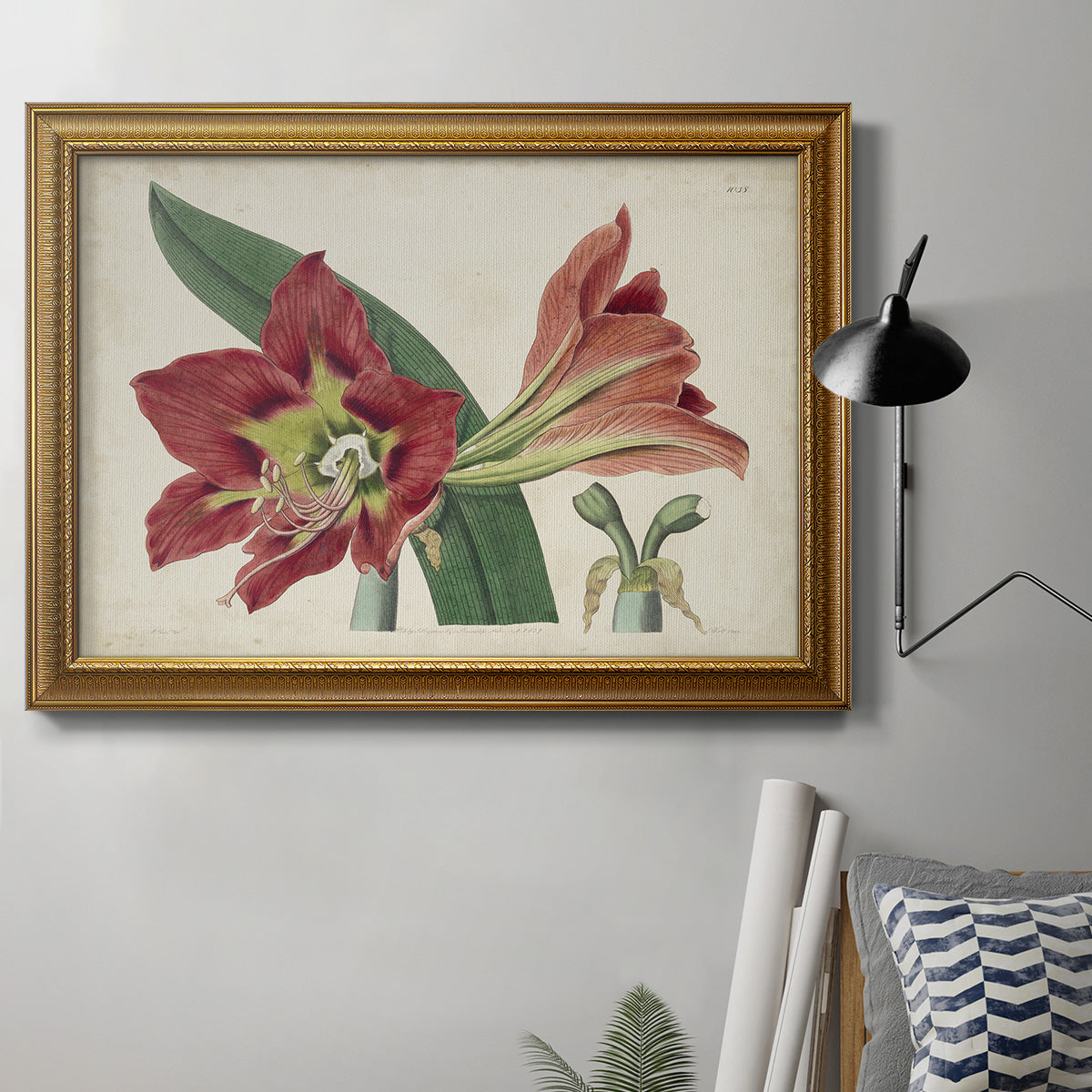 Amaryllis Splendor I Premium Framed Canvas- Ready to Hang