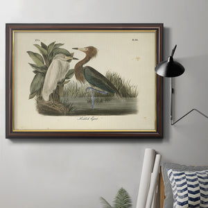 Audubons Reddish Egret Premium Framed Canvas- Ready to Hang