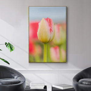 Twotone Tulip - Framed Premium Gallery Wrapped Canvas L Frame - Ready to Hang