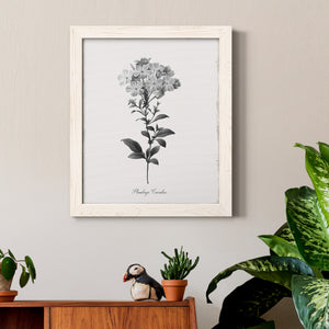 Simply Cape Leadwort - Premium Canvas Framed in Barnwood - Ready to Hang