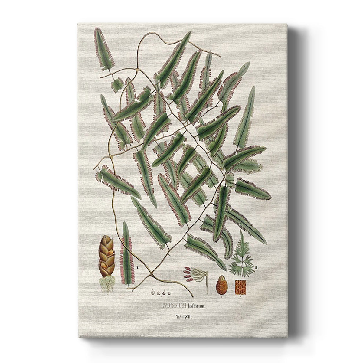 Botanical Society Ferns X - Canvas Art Print