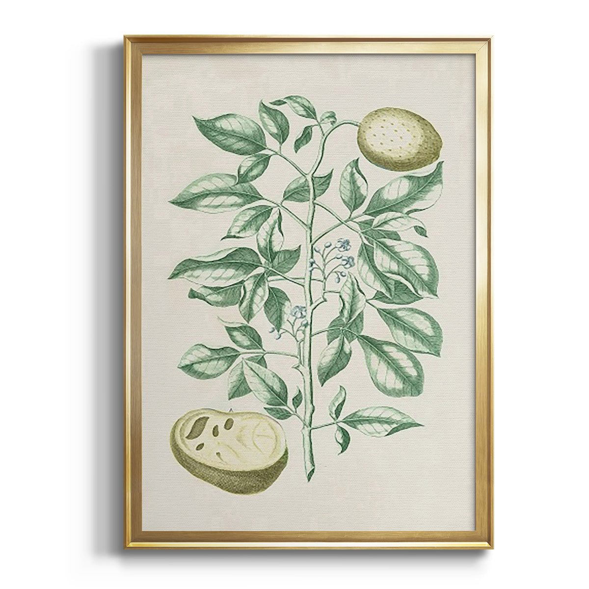 Sepia Botanical Journal I - Modern Framed Canvas Print