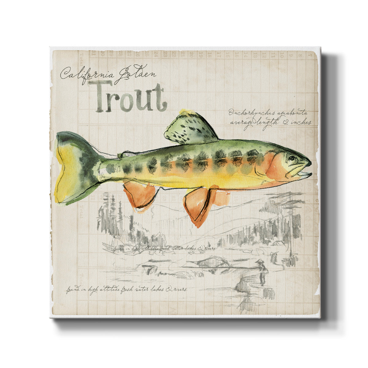 Trout Journal IV-Premium Gallery Wrapped Canvas - Ready to Hang