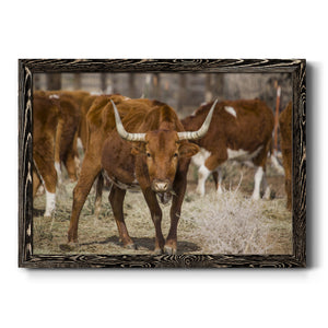 Longhorns-Premium Framed Canvas - Ready to Hang