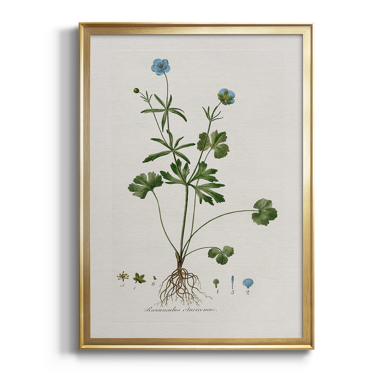 Sepia Botanical Journal I - Modern Framed Canvas Print