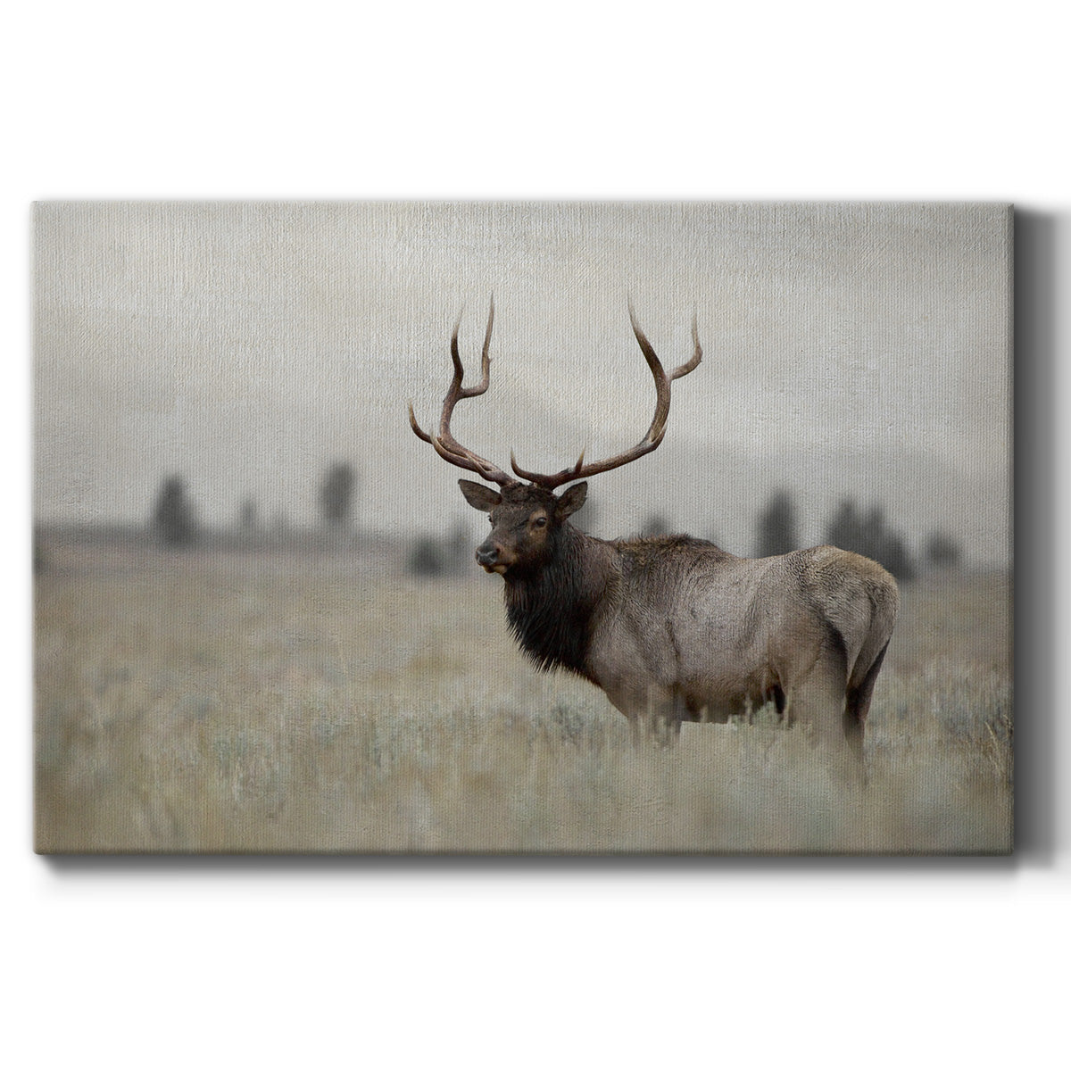 Grand Elk Premium Gallery Wrapped Canvas - Ready to Hang