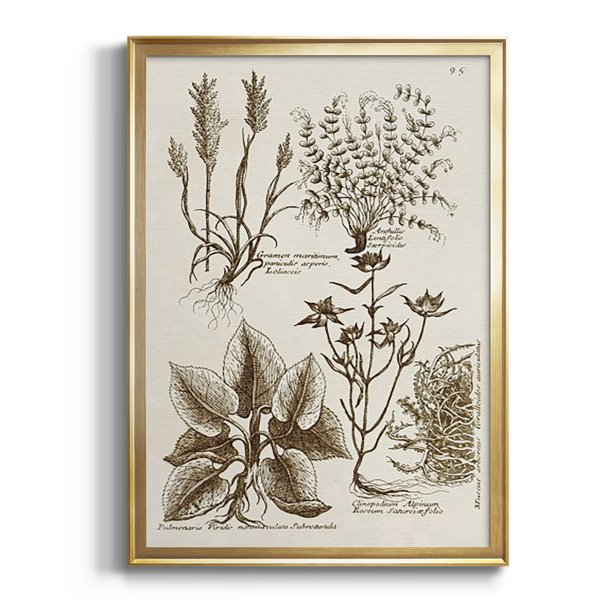 Sepia Botanical Journal I - Modern Framed Canvas Print