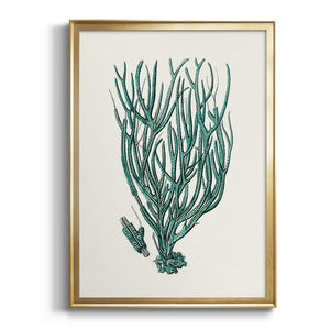 Antique Coastal Coral VIII Premium Framed Print - Ready to Hang