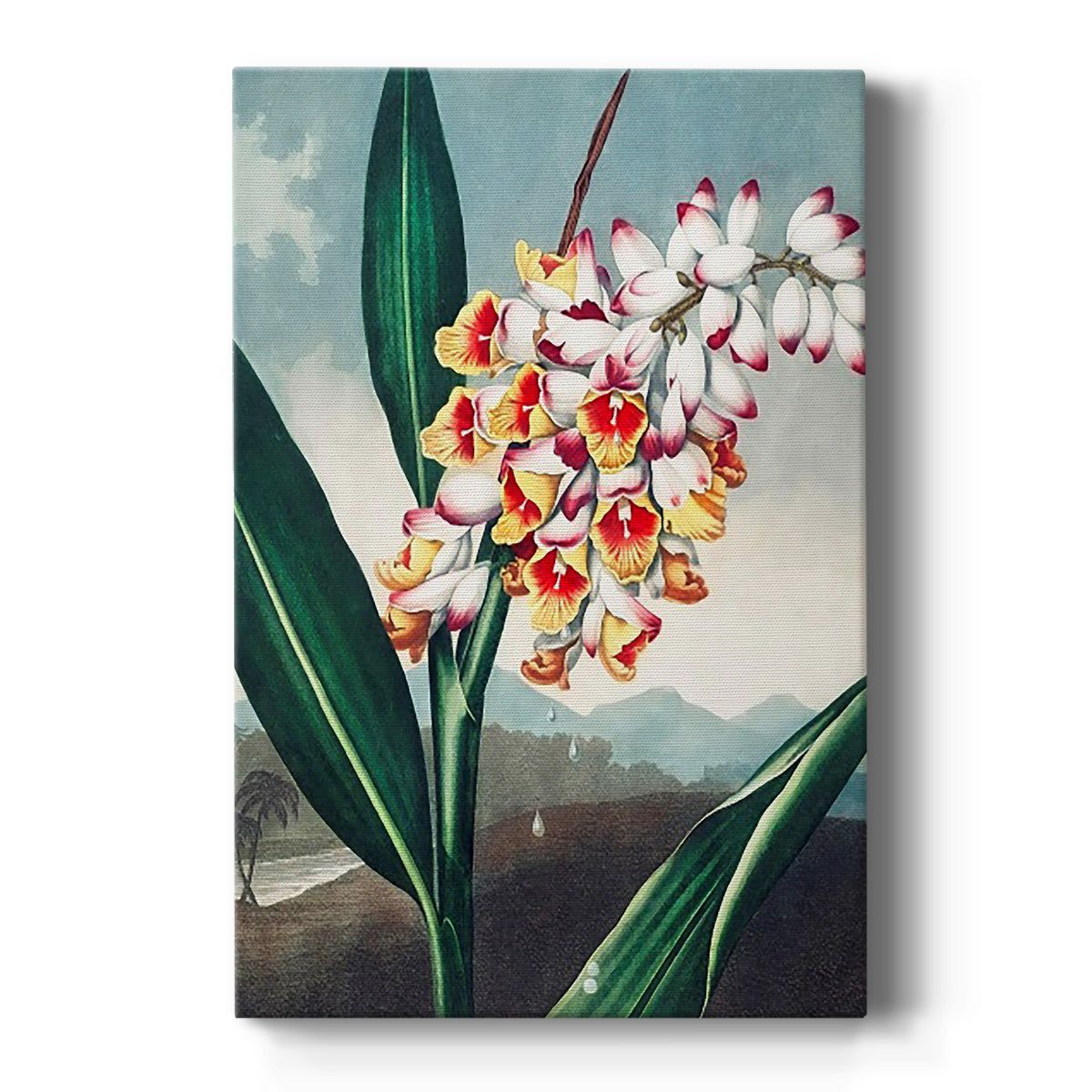 Temple of Flora VII Premium Gallery Wrapped Canvas - Ready to Hang