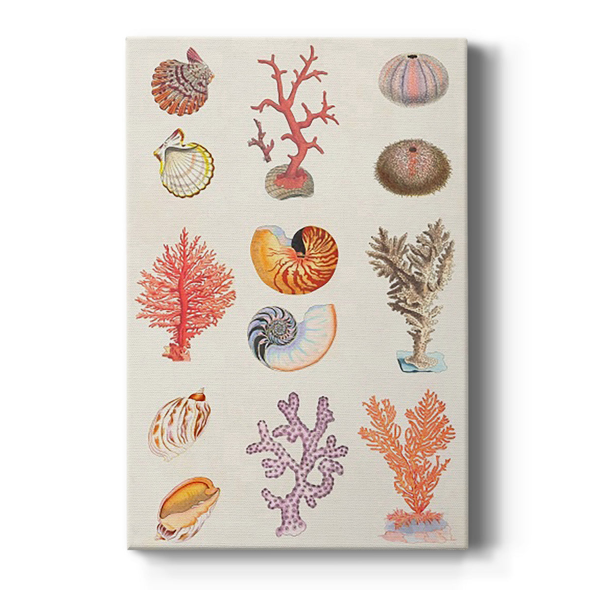 Coral & Shell Collage I Premium Gallery Wrapped Canvas - Ready to Hang