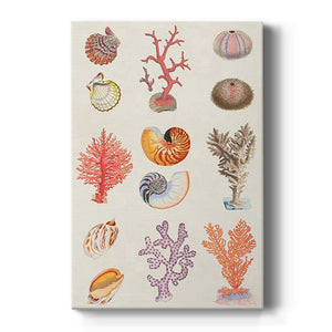 Coral & Shell Collage I Premium Gallery Wrapped Canvas - Ready to Hang