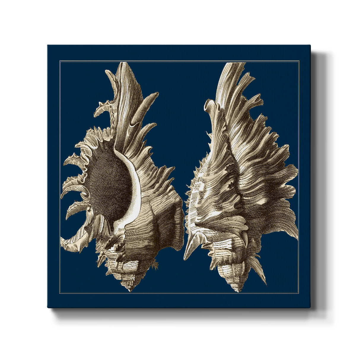 Conch Shells on Navy II - Canvas Art Print