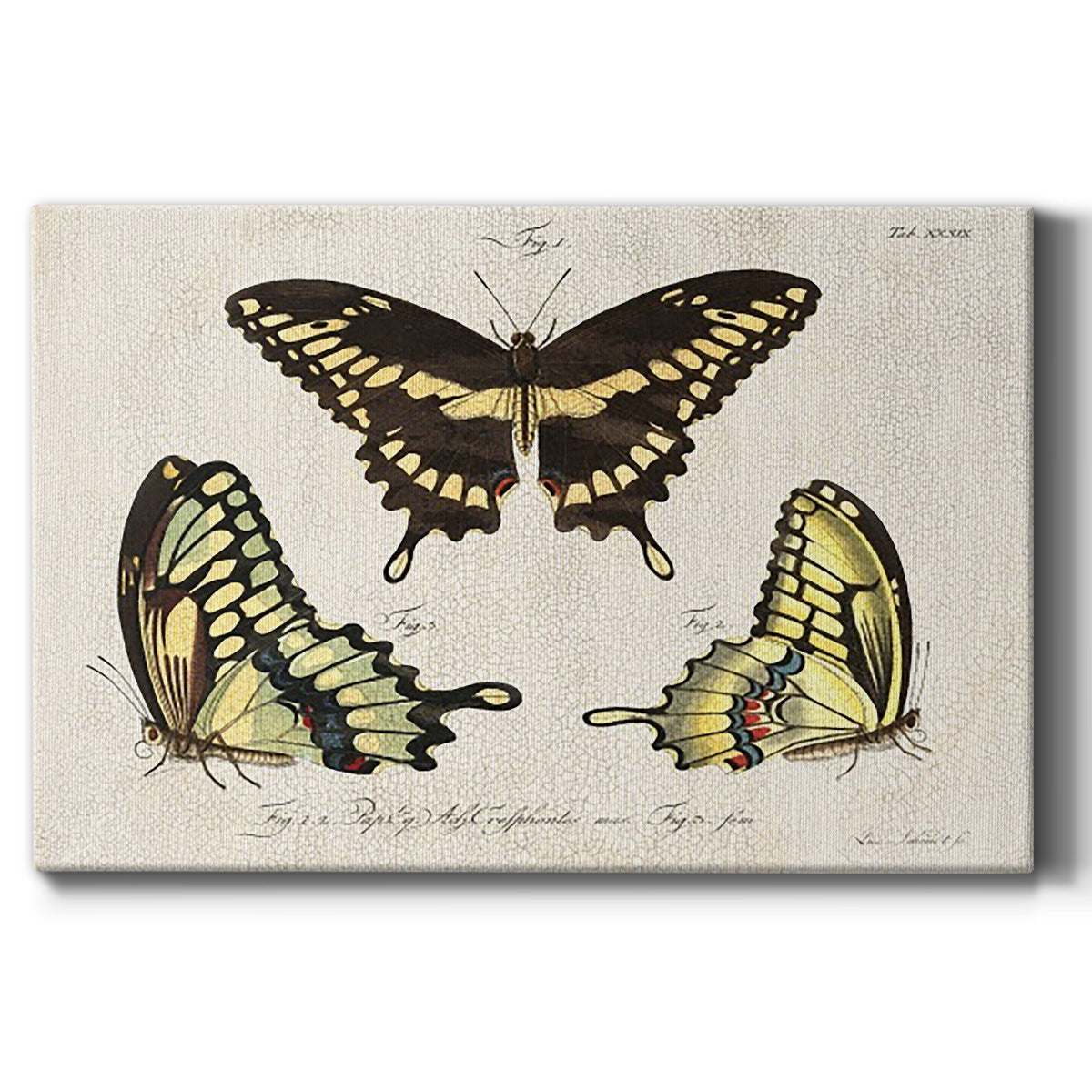 Crackled Butterflies I Premium Gallery Wrapped Canvas - Ready to Hang