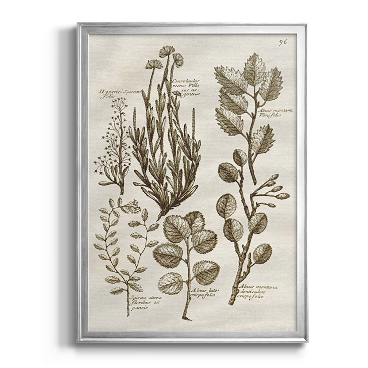 Sepia Botanical Journal VIII Premium Framed Print - Ready to Hang