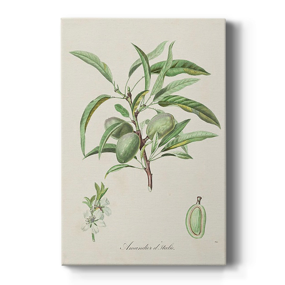 Antique Almond Botanical III - Canvas Art Print
