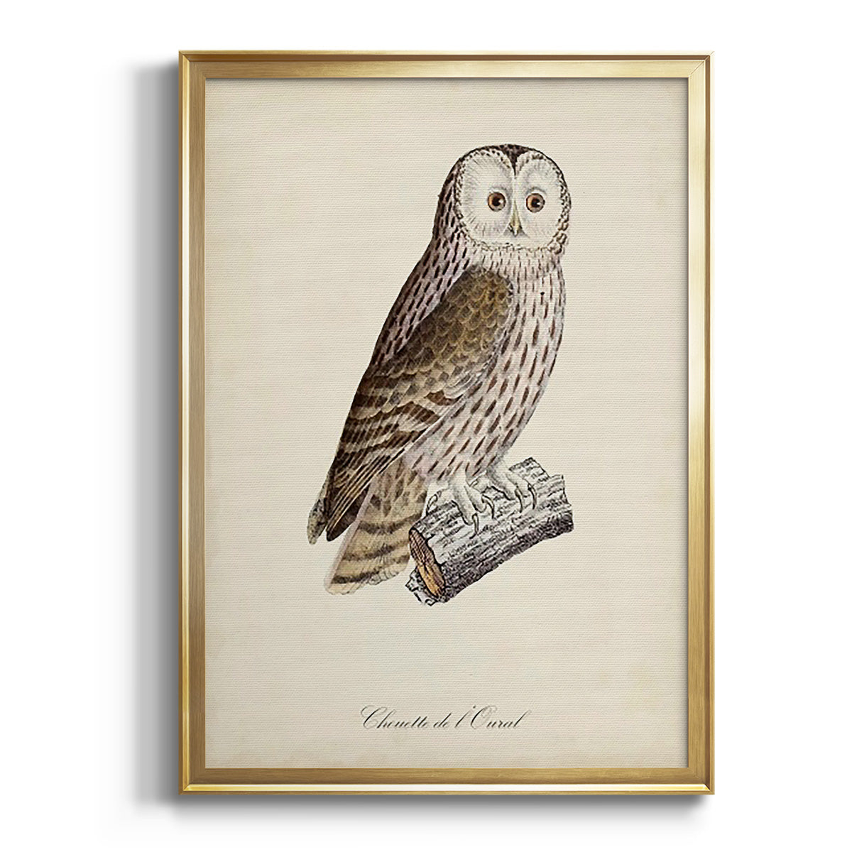 French Owls V Premium Framed Print - Ready to Hang