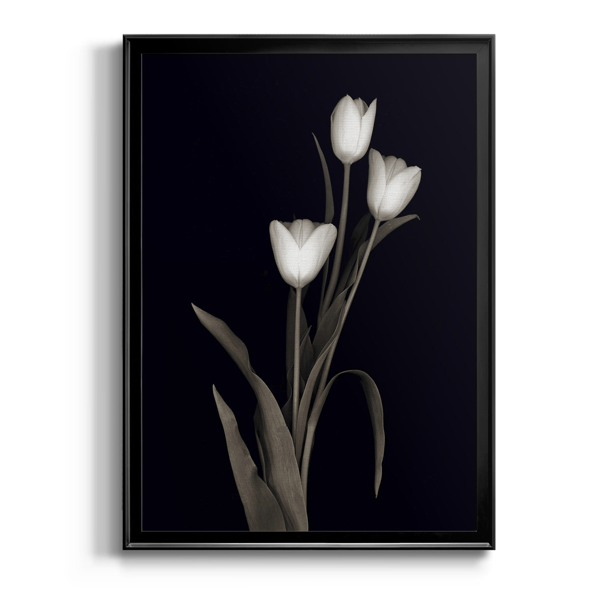 Tulip Pose I Premium Framed Print - Ready to Hang