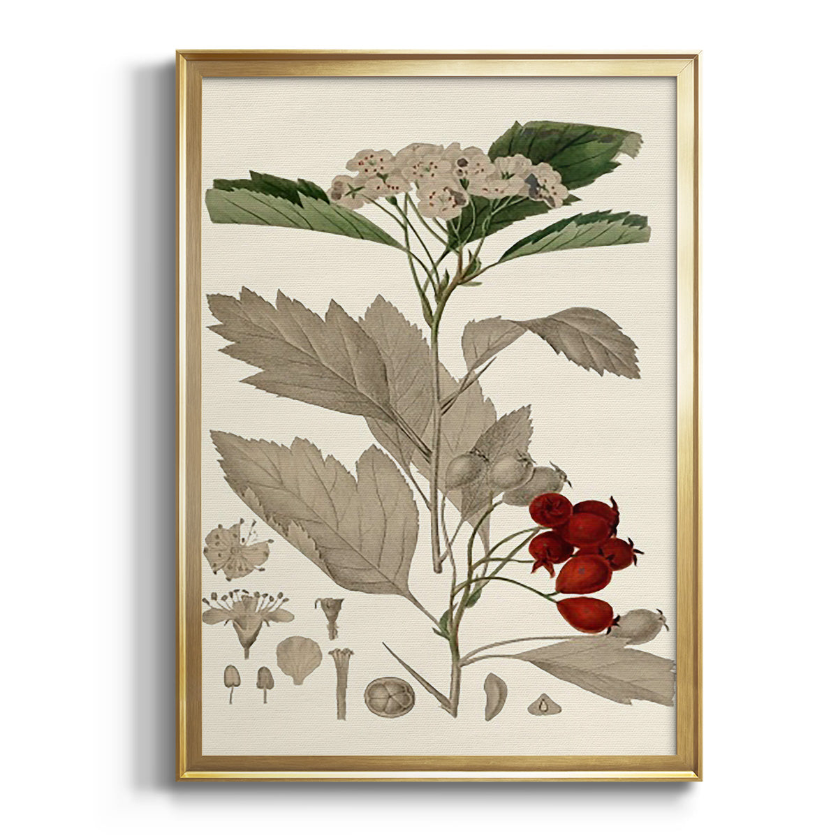 Sepia Botanical Journal I - Modern Framed Canvas Print