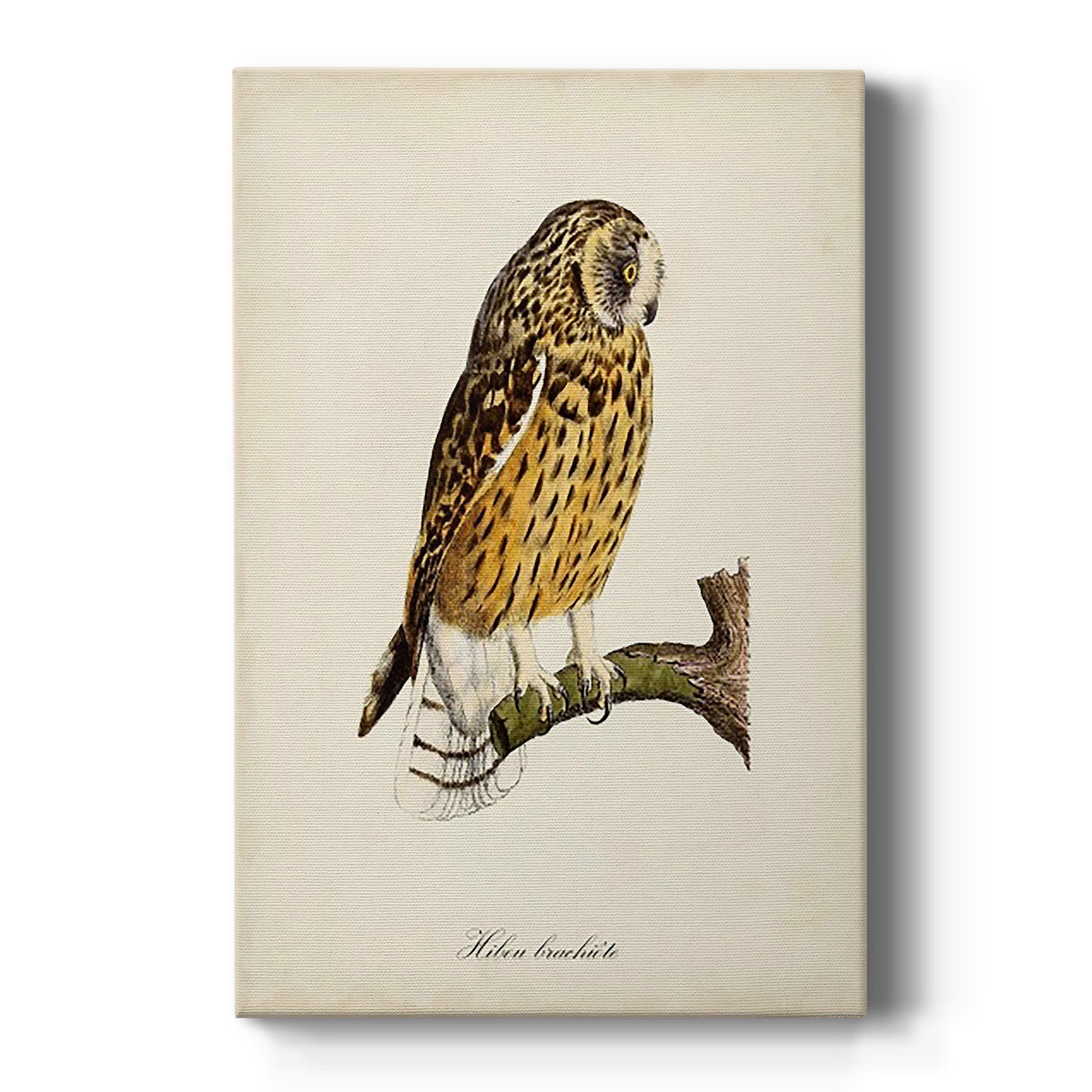 French Owls II Premium Gallery Wrapped Canvas - Ready to Hang