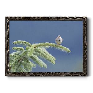 Evergreen Perch-Premium Framed Canvas - Ready to Hang