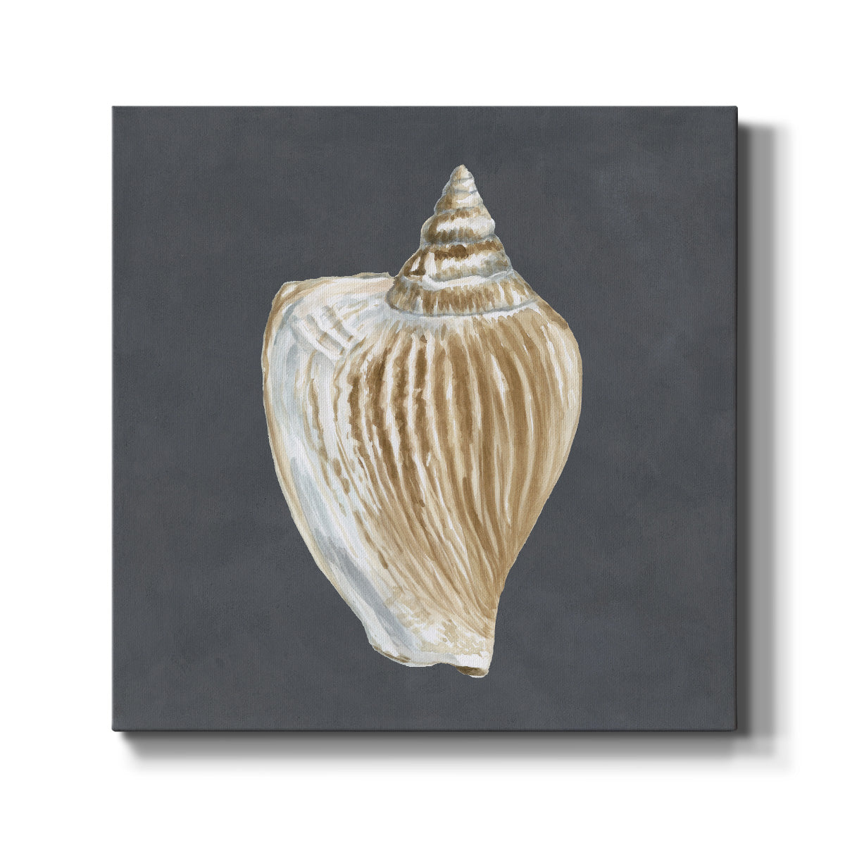 Shell on Slate VI - Canvas Art Print