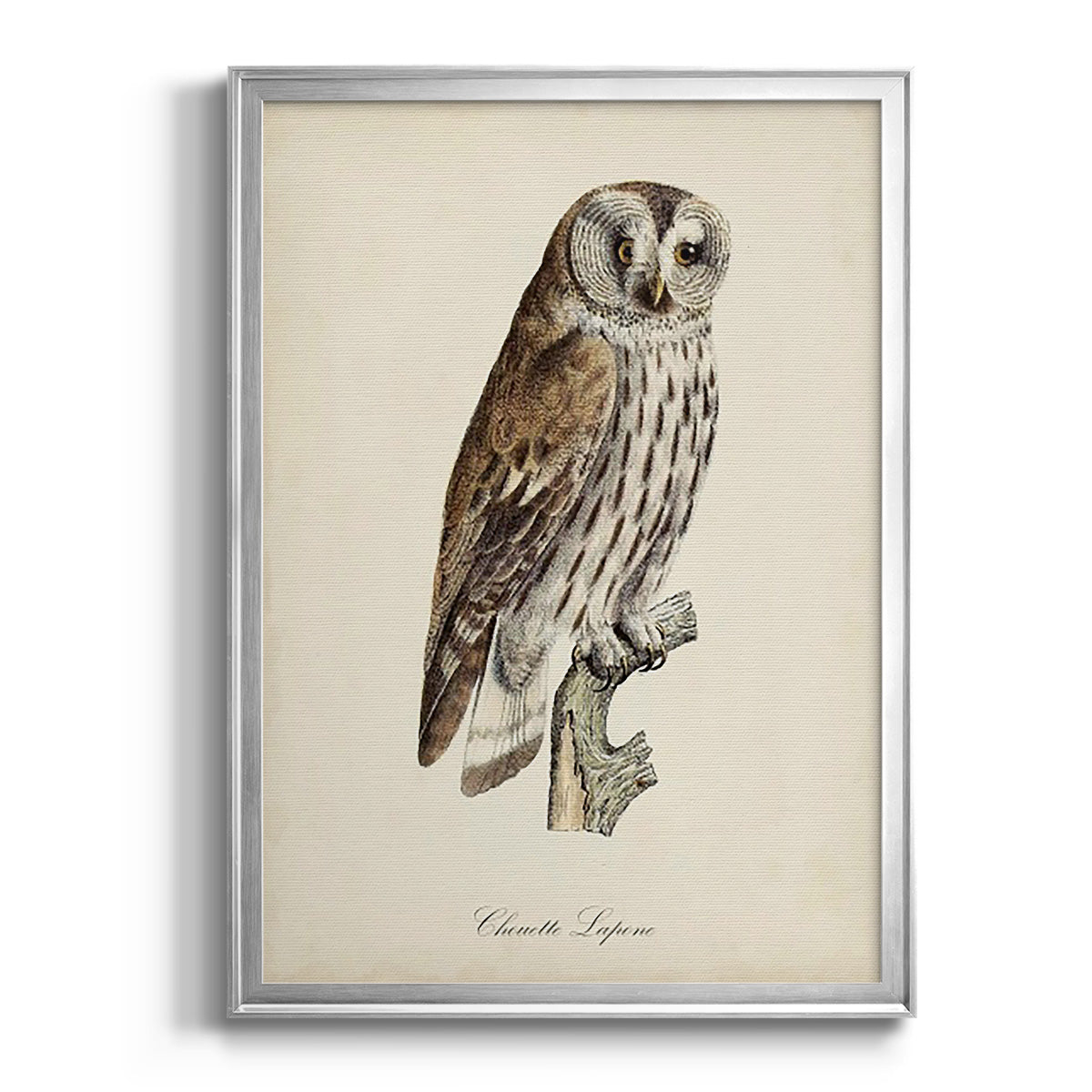 French Owls III Premium Framed Print - Ready to Hang