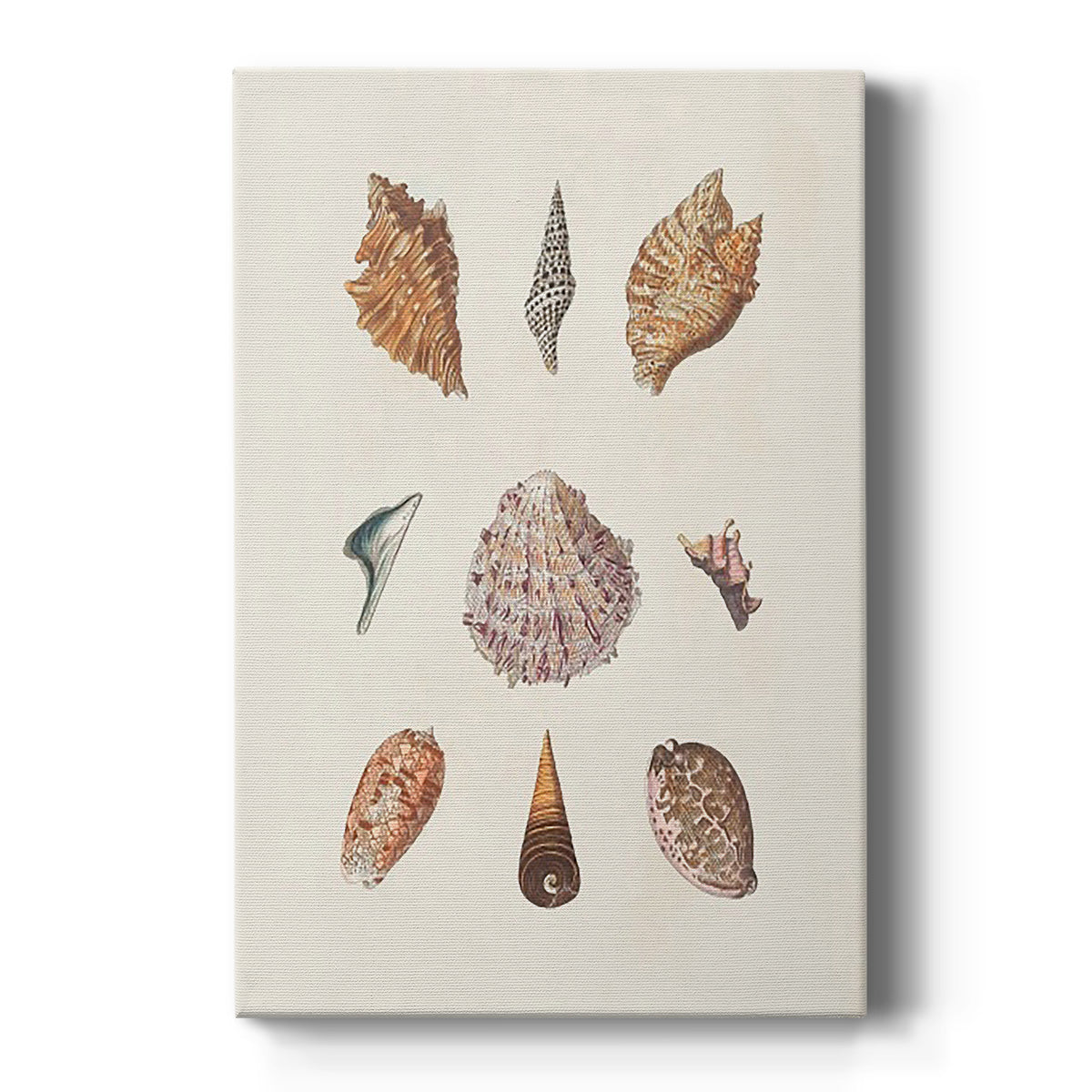 Knorr Shells & Coral VI - Canvas Art Print