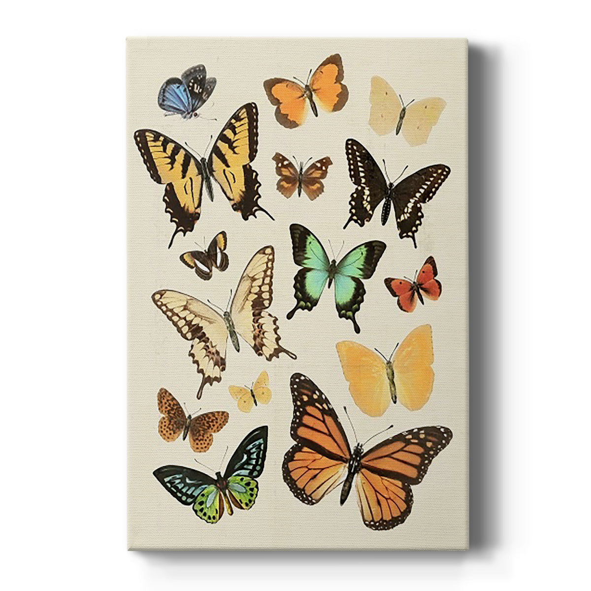 Collected Flutter I - Canvas Art Print