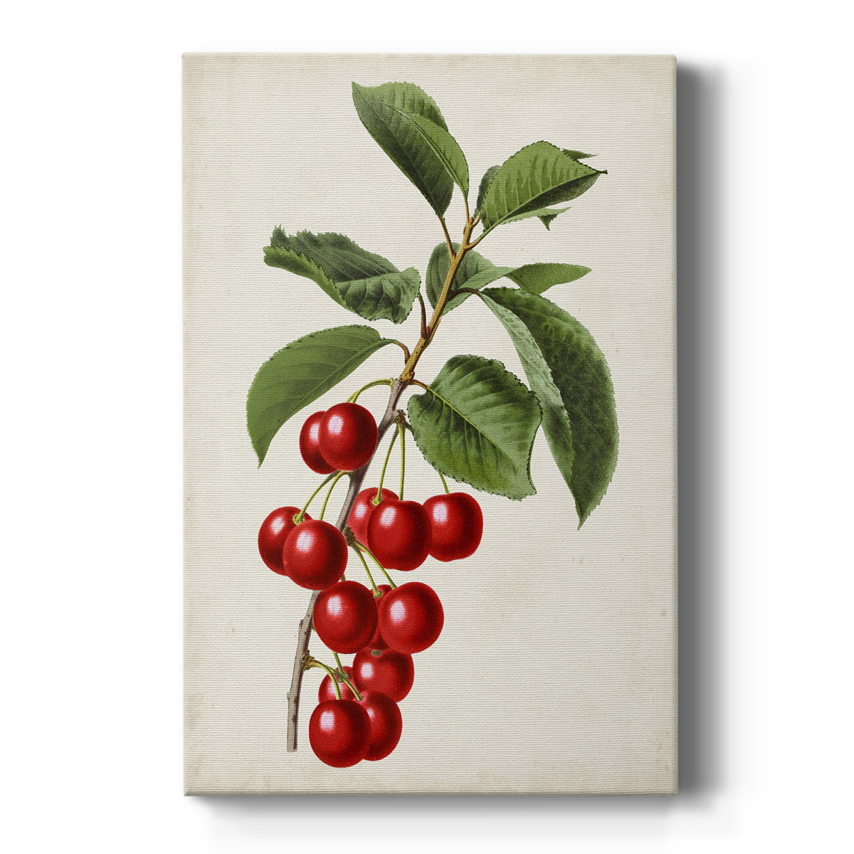Antique Fruit II Premium Gallery Wrapped Canvas - Ready to Hang