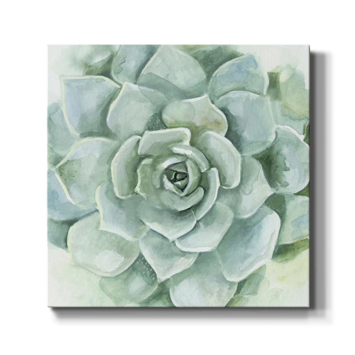 Verdant Succulent I - Canvas Art Print