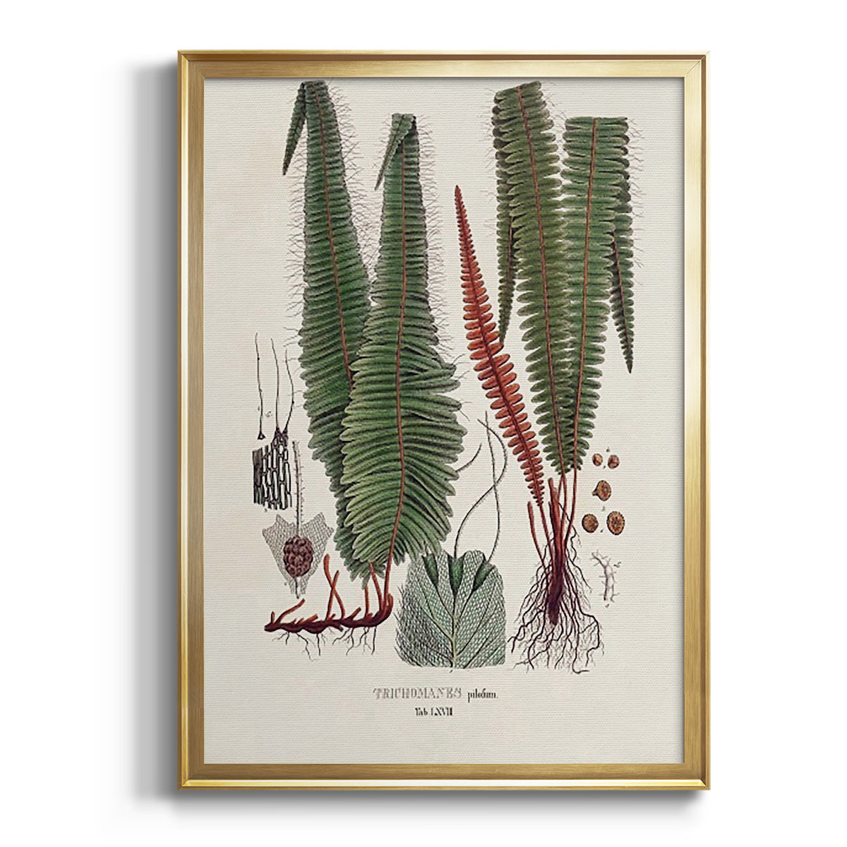 Sepia Botanical Journal I - Modern Framed Canvas Print