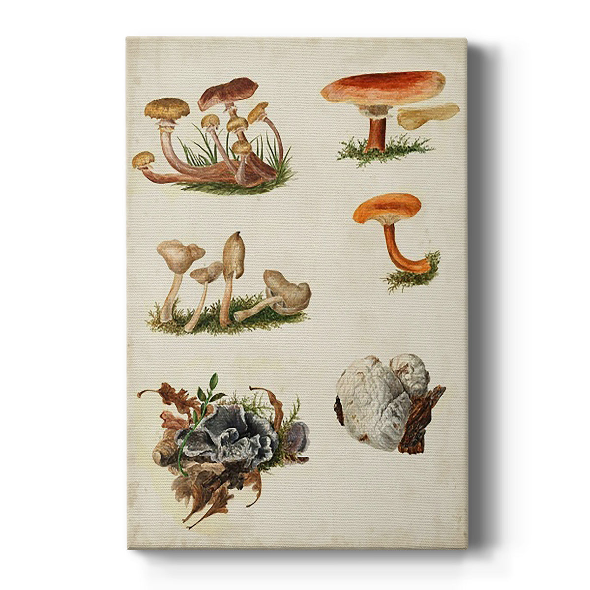 Mushroom Species X Premium Gallery Wrapped Canvas - Ready to Hang
