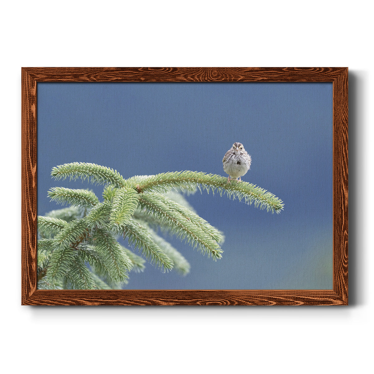 Evergreen Perch-Premium Framed Canvas - Ready to Hang