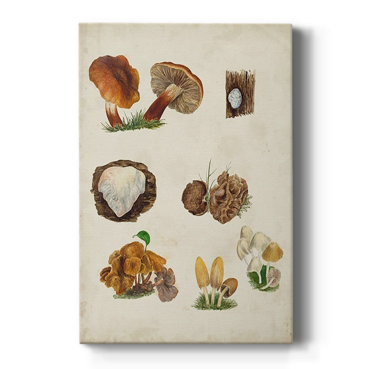 Mushroom Species I - Canvas Art Print