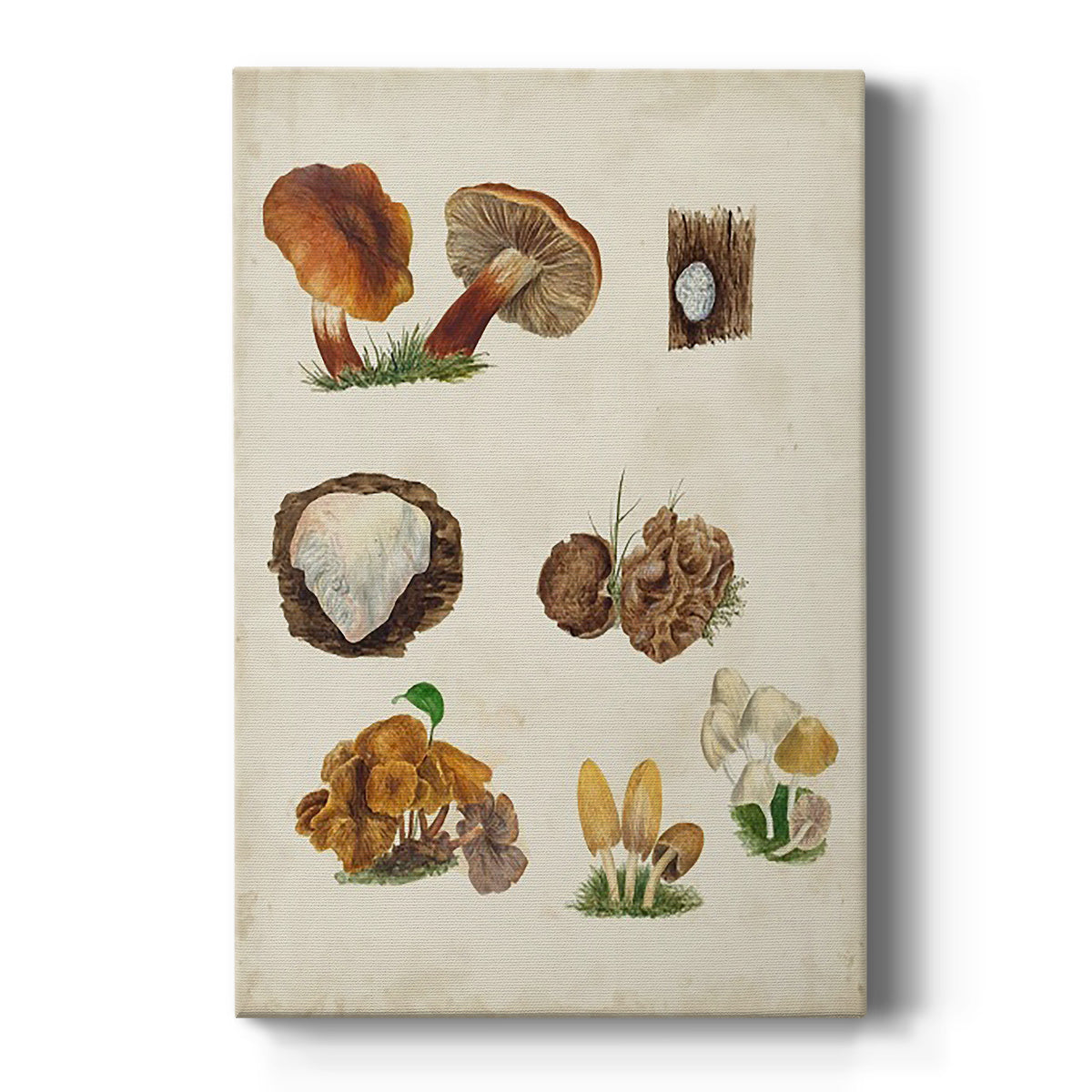 Mushroom Species I Premium Gallery Wrapped Canvas - Ready to Hang