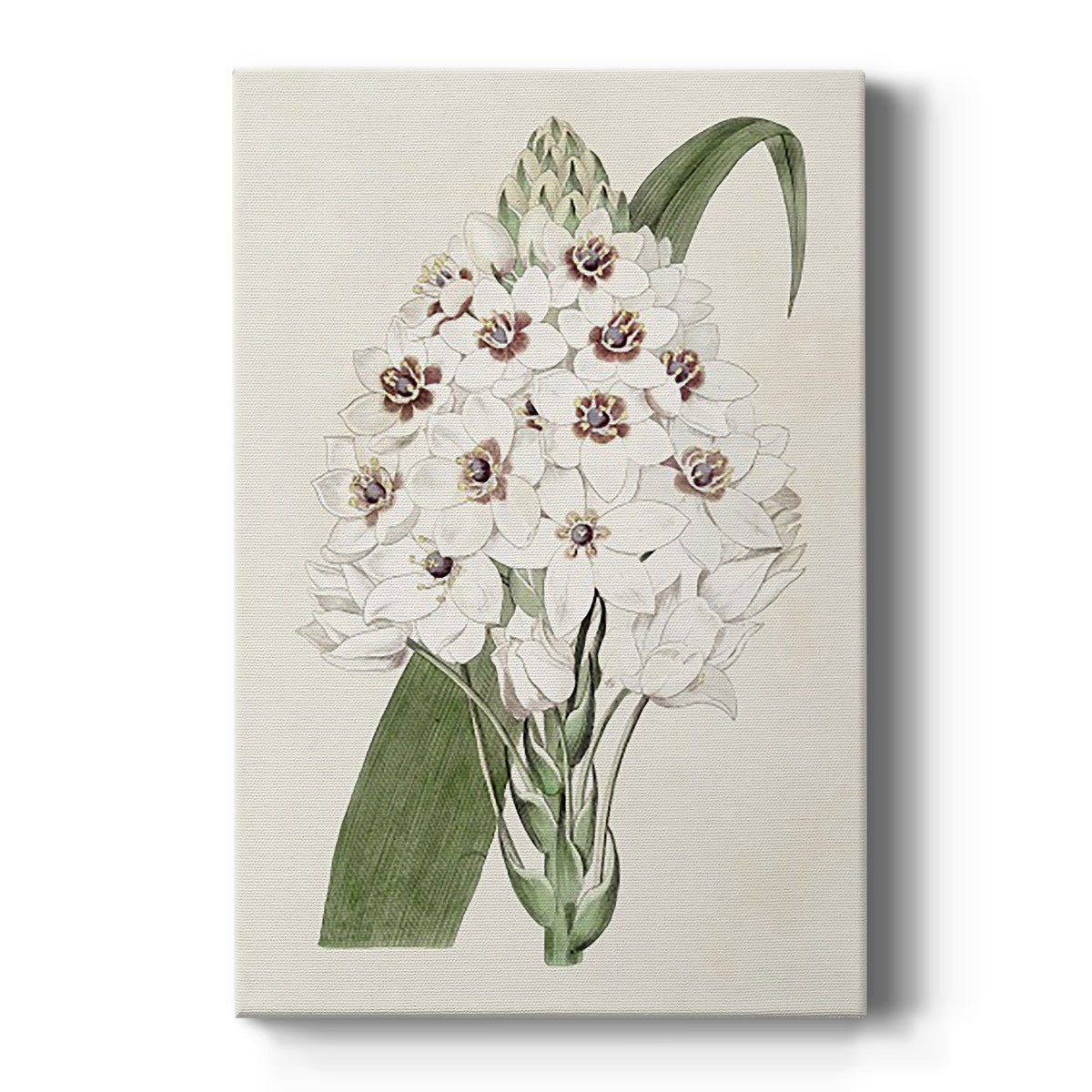 Flore Albo II - Canvas Art Print