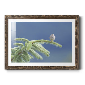 Evergreen Perch-Premium Framed Print - Ready to Hang